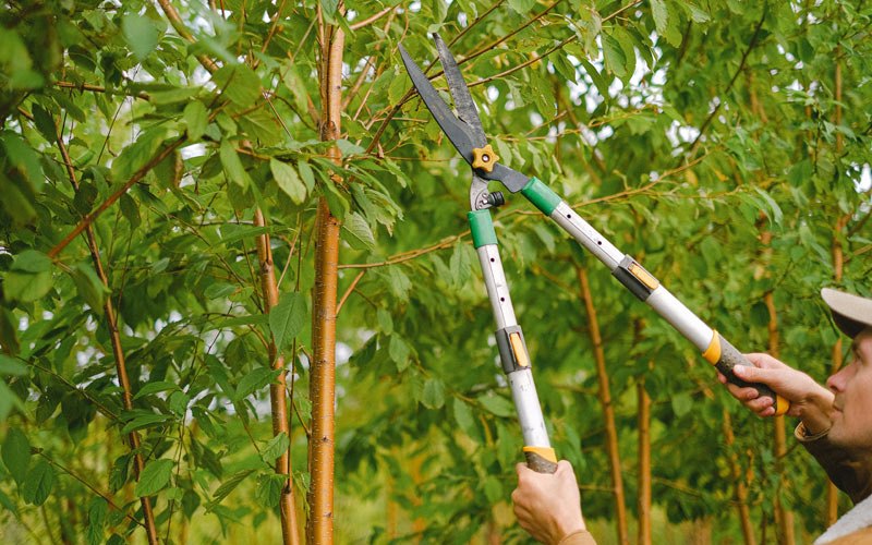 Tree trimming in Banks, OR