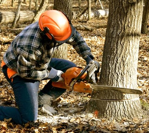 Tree Removal in Banks, OR